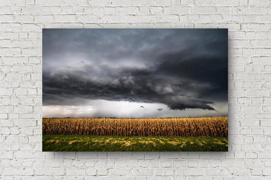 Storm metal print on aluminum of a thunderstorm over a withered corn field on a stormy autumn day in Kansas by Sean Ramsey of Southern Plains Photography.