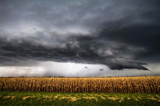 Storm photography print of a thunderstorm over a withered corn field on a stormy autumn day in Kansas by Sean Ramsey of Southern Plains Photography.