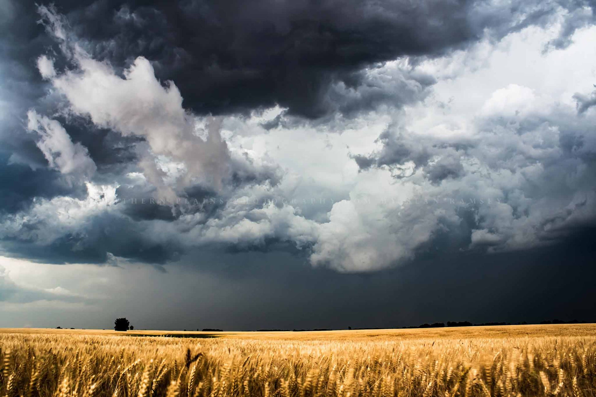 Country photography print of storm clouds gathering over a golden wheat field on a spring day in Kansas by Sean Ramsey of Southern Plains Photography.