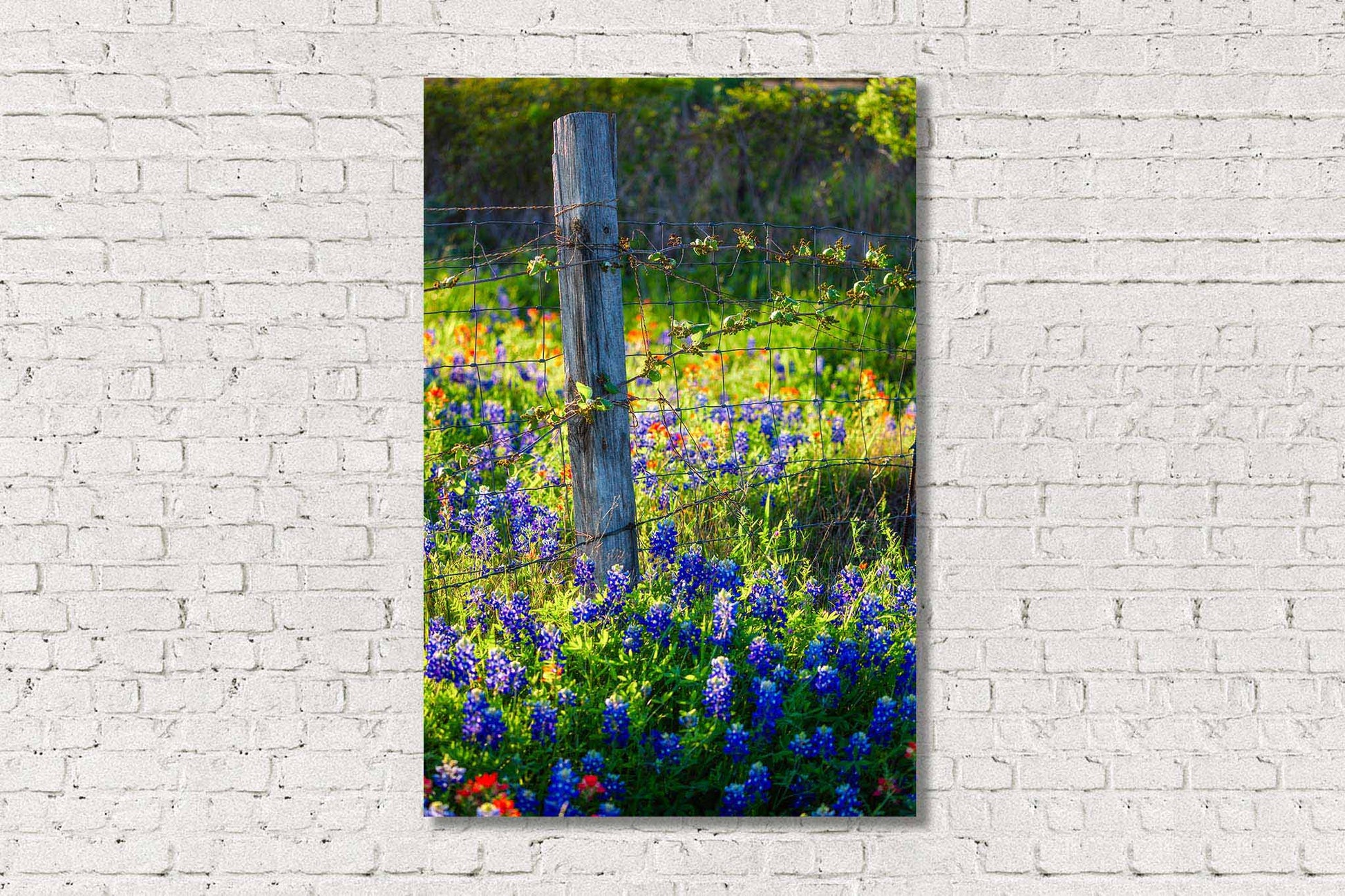 Vertical farmhouse metal print on aluminum of a fence post surrounded by bluebonnet wildflowers on a spring day in Texas by Sean Ramsey of Southern Plains Photography.