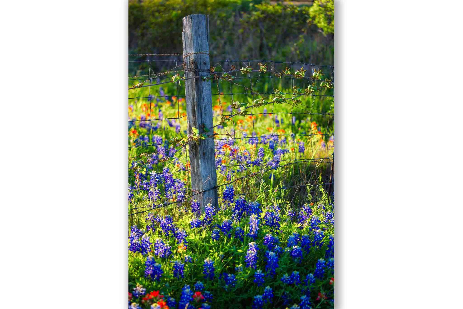 Vertical country photography print of a fence post surrounded by bluebonnets and Indian paintbrush wildflowers on a spring day in Texas by Sean Ramsey of Southern Plains Photography.