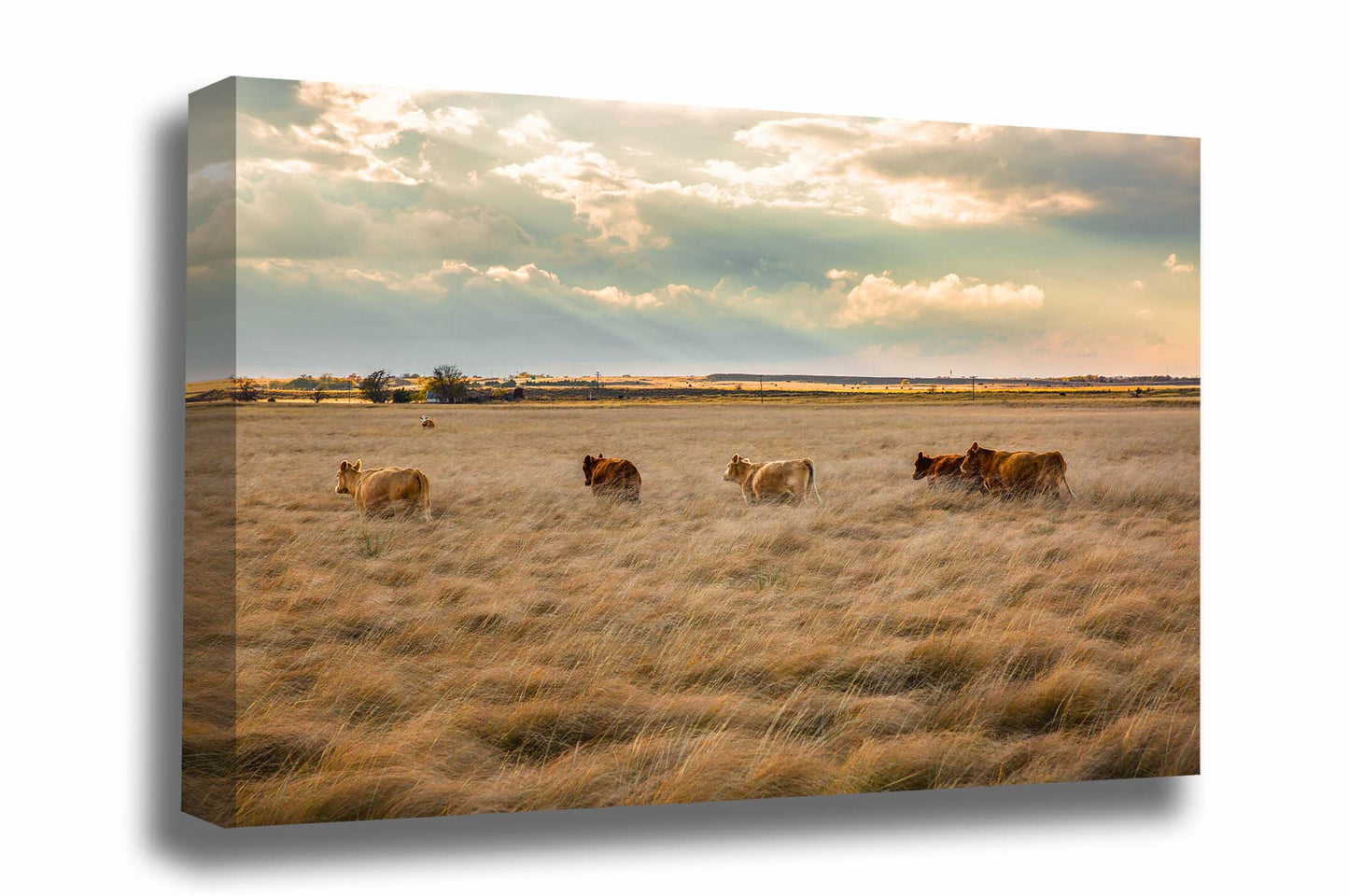Western canvas wall art of cows wading through tall prairie grass on an autumn evening in the Texas panhandle by Sean Ramsey of Southern Plains Photography.