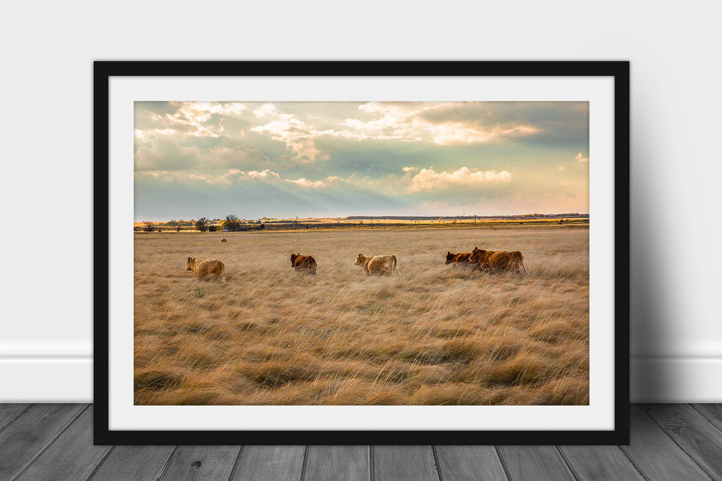 Framed western photography print with optional mat of cows wading through tall prairie grass on an autumn day in the Texas panhandle by Sean Ramsey of Southern Plains Photography.
