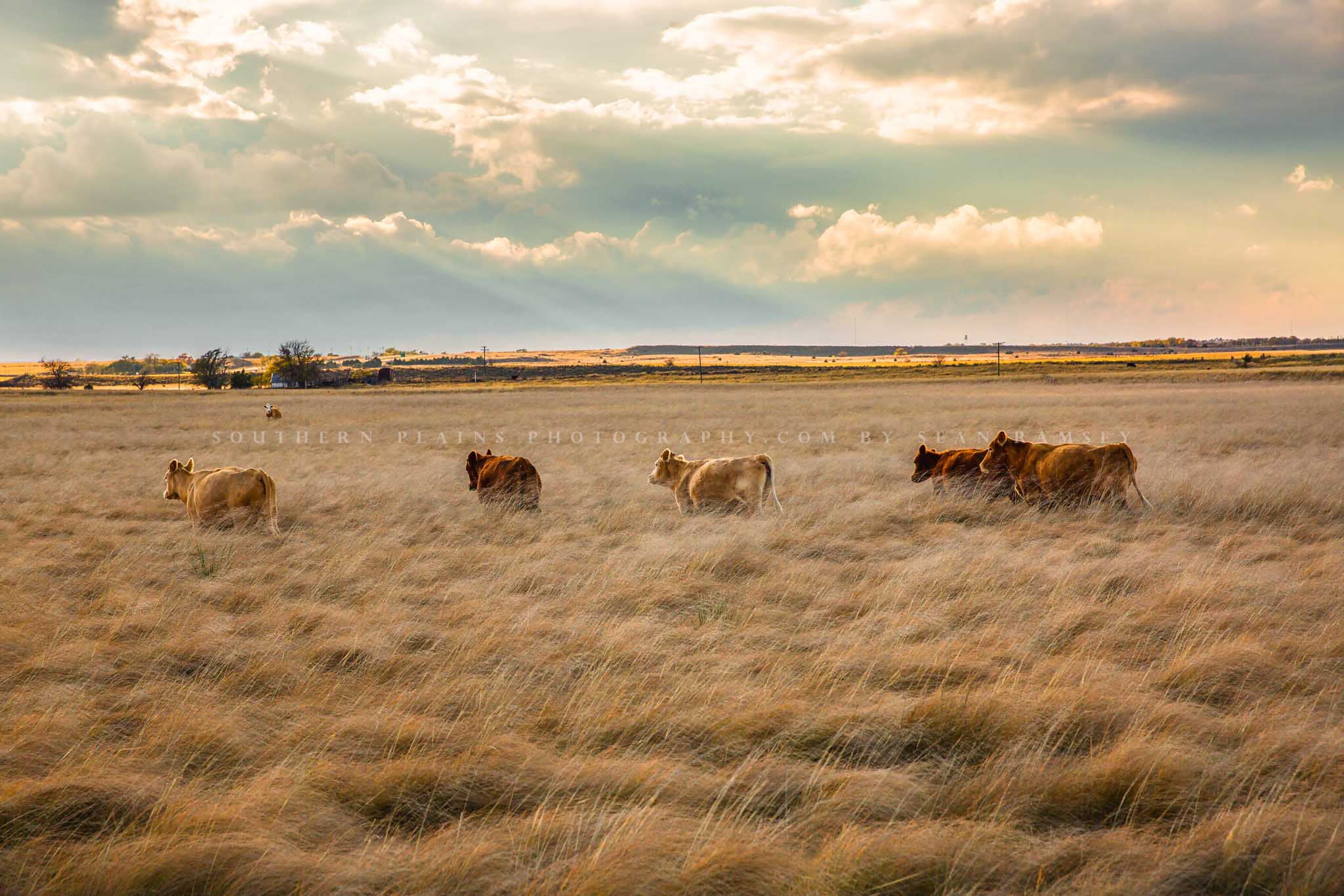 Country photography print of cows wading through tall prairie grass on an autumn day in Texas by Sean Ramsey of Southern Plains Photography.