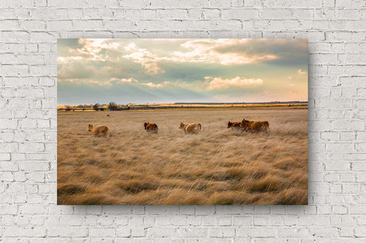 Country metal print of cows wading through tall prairie grass on an autumn evening in Texas by Sean Ramsey of Southern Plains Photography.