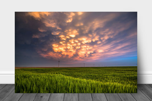 Storm aluminum metal print wall art of mammatus clouds illuminated by sunlight over a wheat field at sunset on a stormy spring evening in Kansas by Sean Ramsey of Southern Plains Photography.