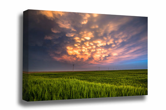 Storm canvas wall art of mammatus clouds illuminated by sunlight over a wheat field at sunset on a stormy spring evening in Kansas by Sean Ramsey of Southern Plains Photography.
