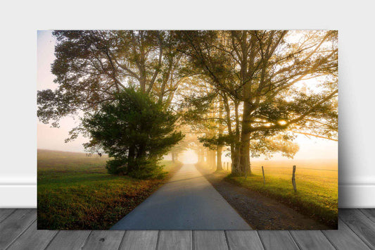 Ethereal metal print on aluminum of a road leading through sunlit fog and trees on an autumn morning along Cades Cove Loop in the Great Smoky Mountains of Tennessee by Sean Ramsey of Southern Plains Photography.