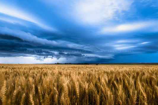 Great plains photography print of a thunderstorm advancing over a golden wheat field on a stormy spring evening in Kansas by Sean Ramsey of Southern Plains Photography.