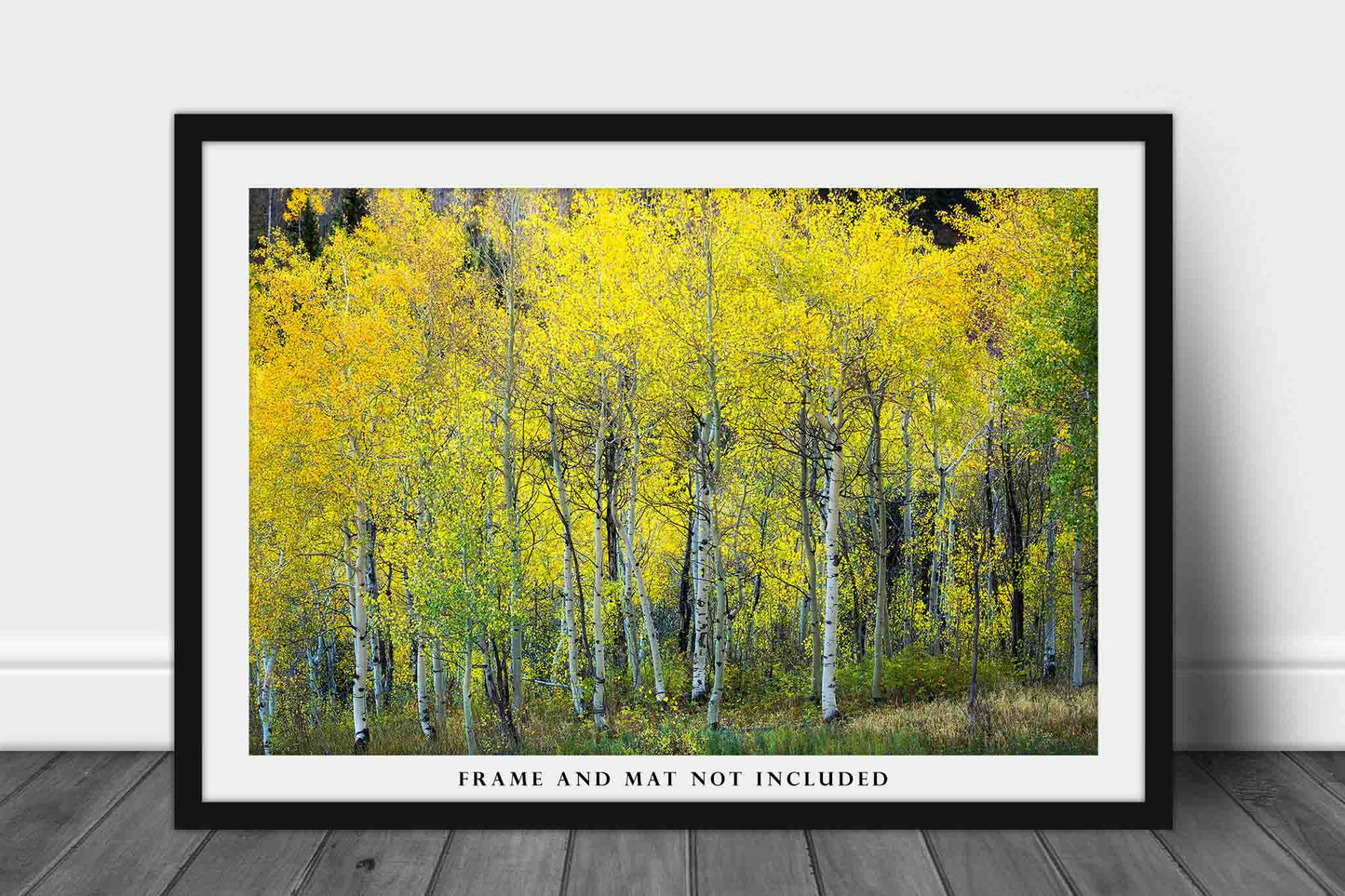 Rocky Mountain Photo Print | Aspen Tree Grove Picture | Colorado Wall Art | Autumn Photography | Nature Decor