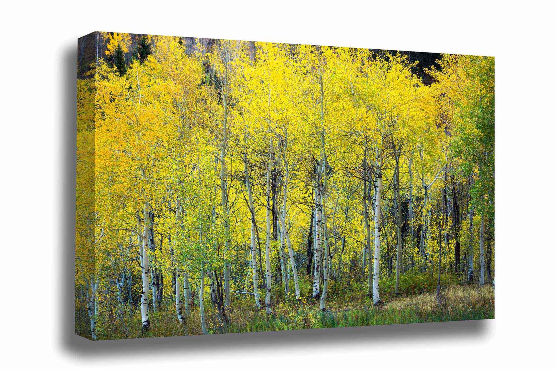 Aspen Tree Grove Canvas | Autumn Forest Gallery Wrap | Rocky Mountain  Photography | Colorado Wall Art | Nature Decor | Ready to Hang 8 x 10 / 3/4\, image size:1946x1292