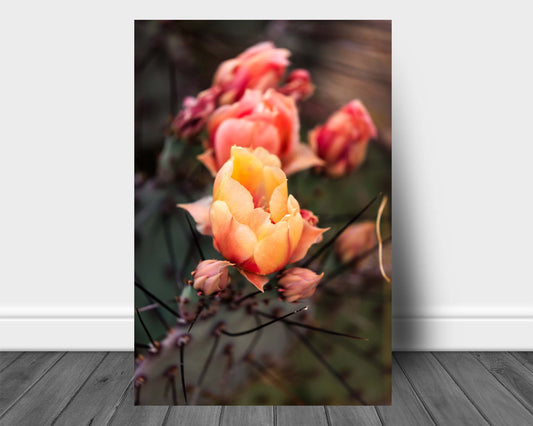Vertical desert flower aluminum metal wall art of prickly pear cactus blossoms on a spring day at Big Bend National Park in West Texas by Sean Ramsey of Southern Plains Photography.