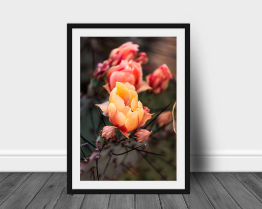 Vertical desert flower framed print wall art of prickly pear cactus blossoms on a spring day at Big Bend National Park in West Texas by Sean Ramsey of Southern Plains Photography.
