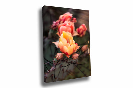 Vertical desert flower gallery wrapped canvas wall art of prickly pear cactus blossoms on a spring day at Big Bend National Park in West Texas by Sean Ramsey of Southern Plains Photography.