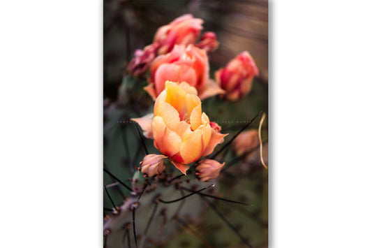 Vertical desert flower photography print of prickly pear cactus blossoms on a spring day at Big Bend National Park in West Texas by Sean Ramsey of Southern Plains Photography.