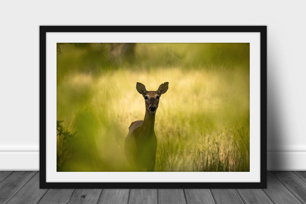 Framed wildlife print wall art of a deer watching through tree leaves on a beautiful day at Edness Kimball Wilkins State Park in Casper, Wyoming By Sean Ramsey of Southern Plains Photography.