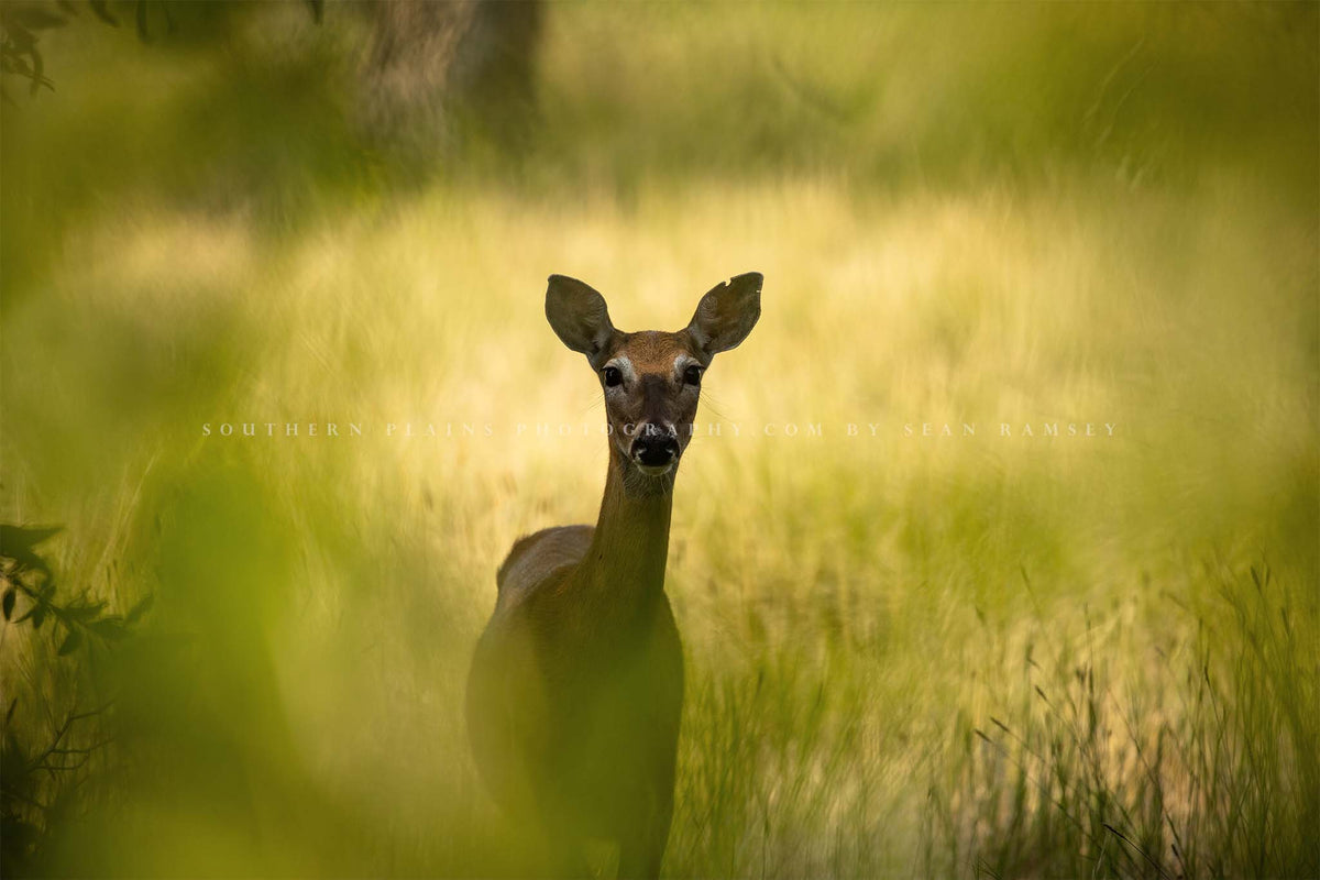 Wildlife photography print of a deer watching through tree leaves on a beautiful day at Edness Kimball Wilkins State Park in Casper, Wyoming By Sean Ramsey of Southern Plains Photography.