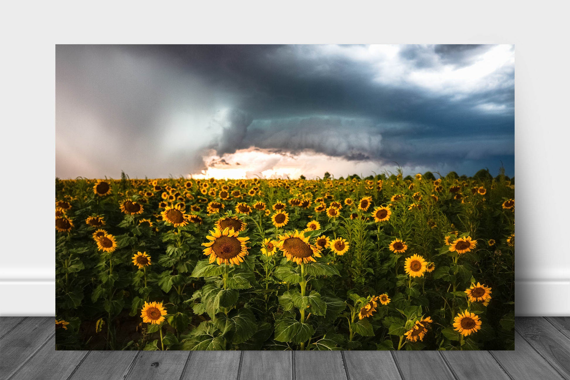 Country metal print on aluminum of sunflowers in a sunflower field facing away from an intense supercell thunderstorm on a stormy late summer day in Kansas by Sean Ramsey of Southern Plains Photography.