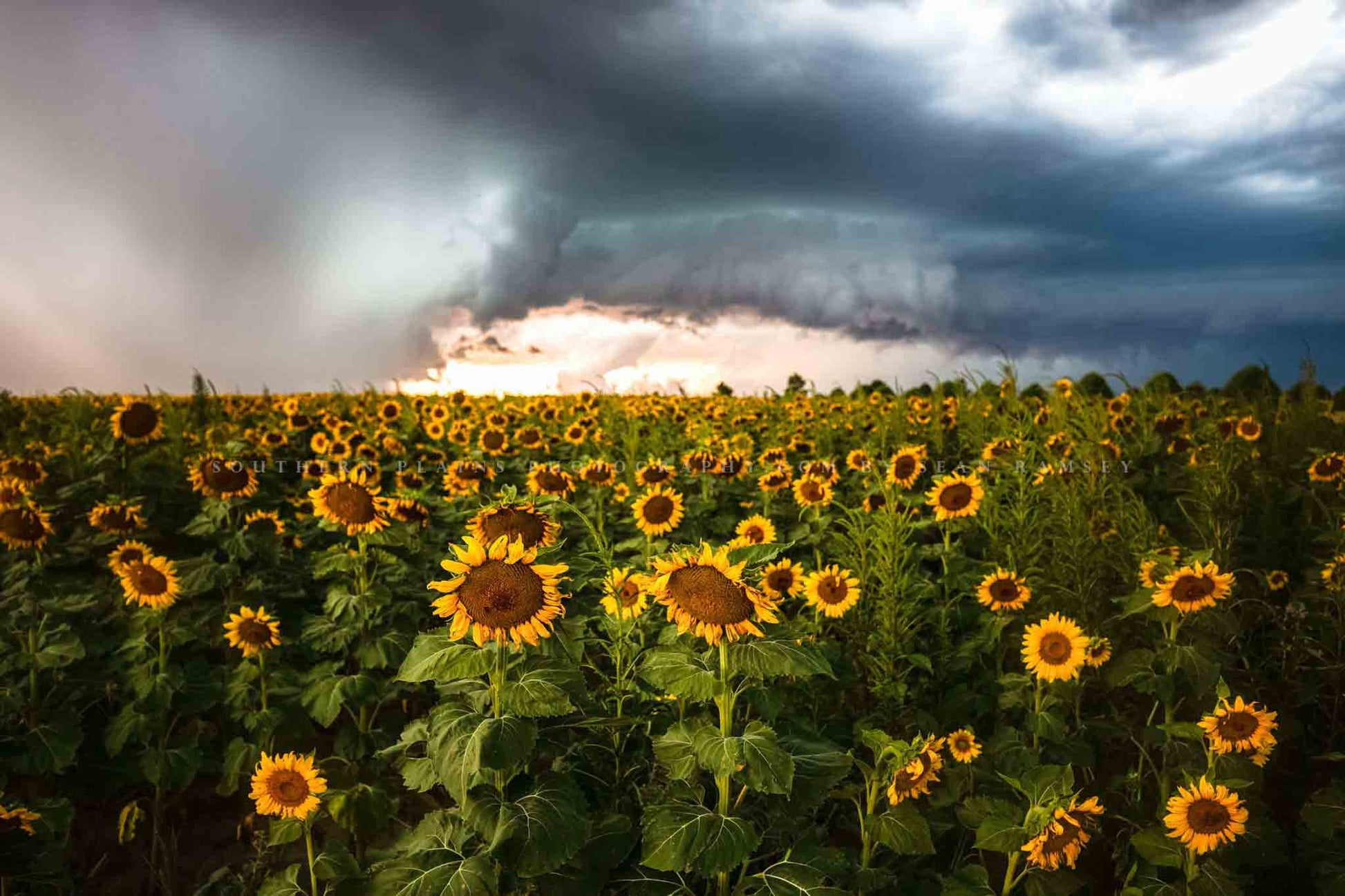 Country photography print of a field of sunflowers facing away from a supercell thunderstorm on an autumn day in Kansas by Sean Ramsey of Southern Plains Photography.