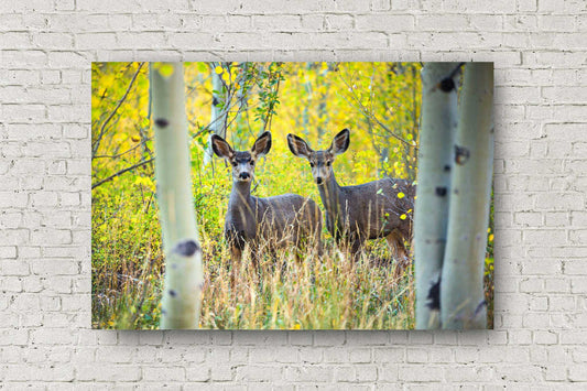 Wildlife metal print of a pair of adolescent mule deer between aspen trees on an autumn day at the Maroon Bells in Colorado by Sean Ramsey of Southern Plains Photography.