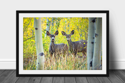 Framed and matted wildlife print of two mule deer between aspen trees on an autumn day at the Maroon Bells in Colorado by Sean Ramsey of Southern Plains Photography.