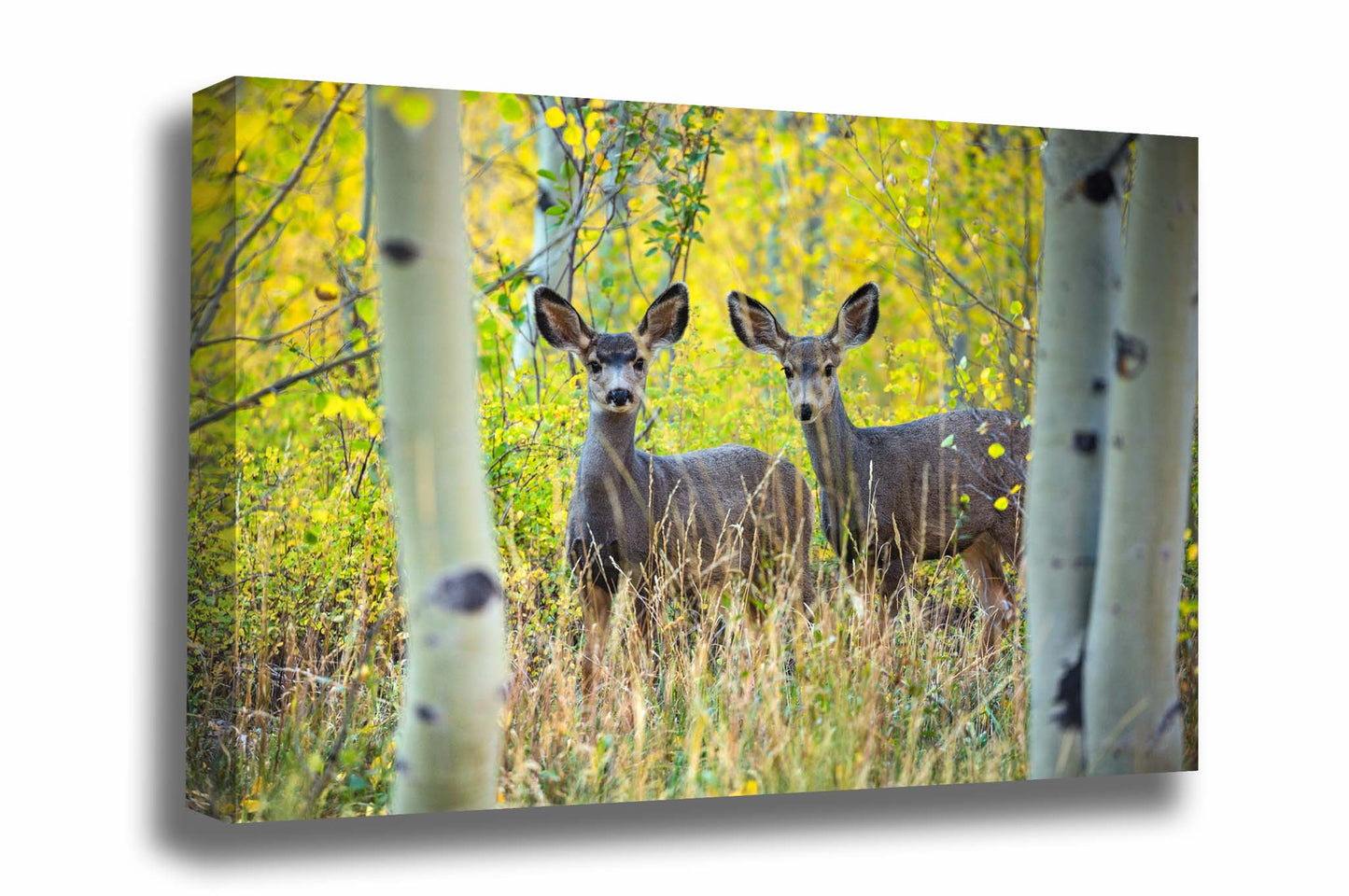 Wildlife canvas wall art of two mule deer between aspen trees on an autumn day at the Maroon Bells near Aspen, Colorado by Sean Ramsey of Southern Plains Photography.
