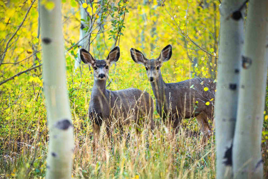 Wildlife photography print of two mule deer between aspen trees on an autumn day at the Maroon Bells in the Rocky Mountains of Colorado by Sean Ramsey of Southern Plains Photography.