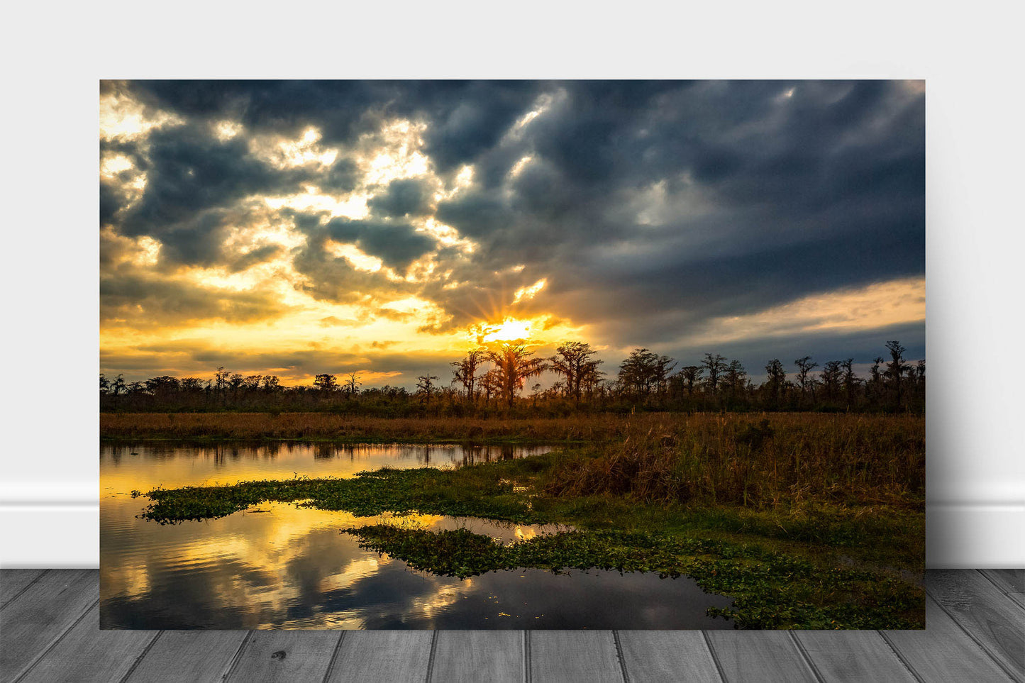 Swamp aluminum metal print wall art of a golden sunset taking place over Cypress trees along a bayou in Louisiana by Sean Ramsey of Southern Plains Photography.