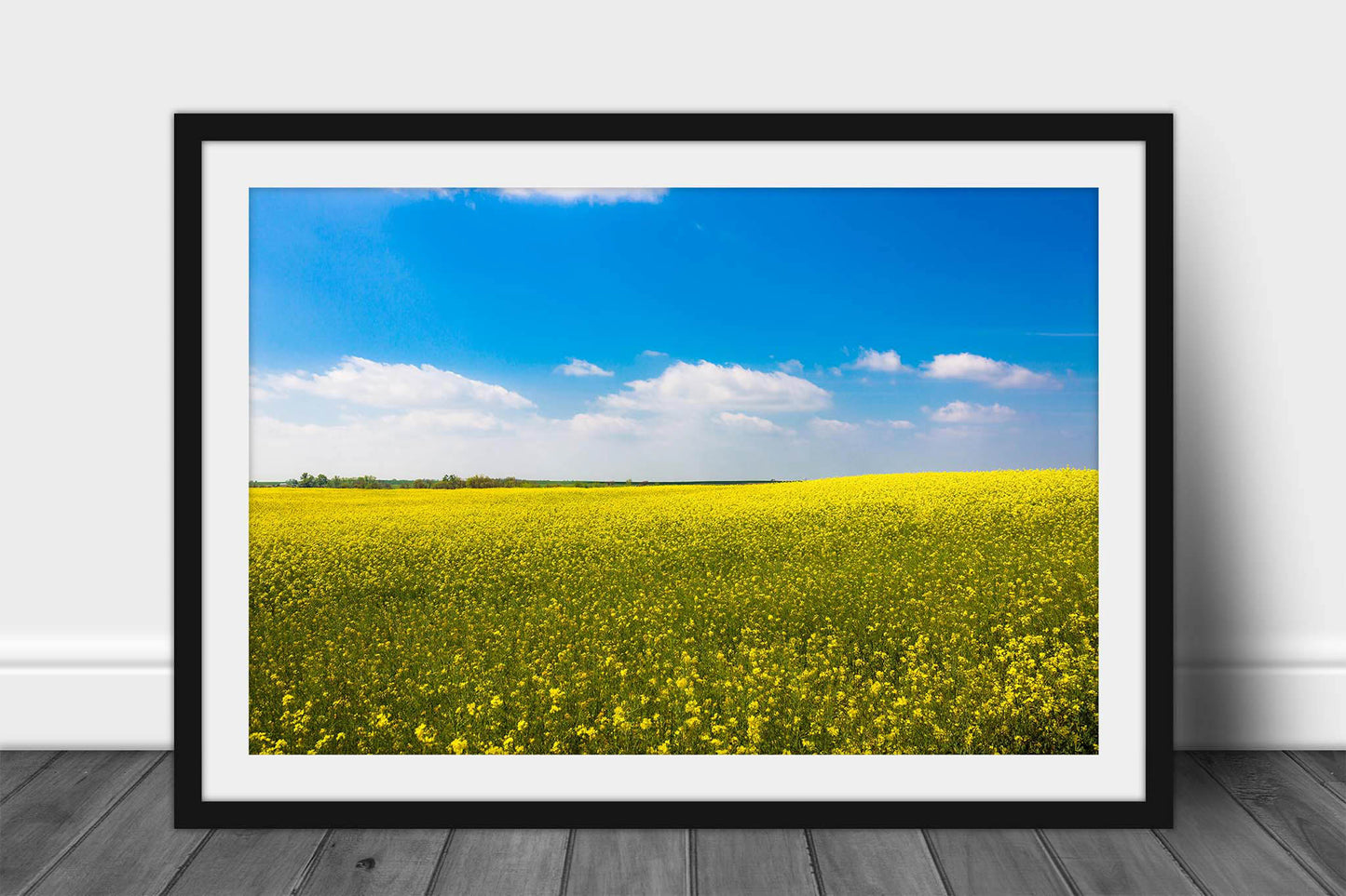 Framed and matted farm and country print of a rolling field of canola under a dreamy blue sky on a spring day in Oklahoma by Sean Ramsey of Southern Plains Photography.