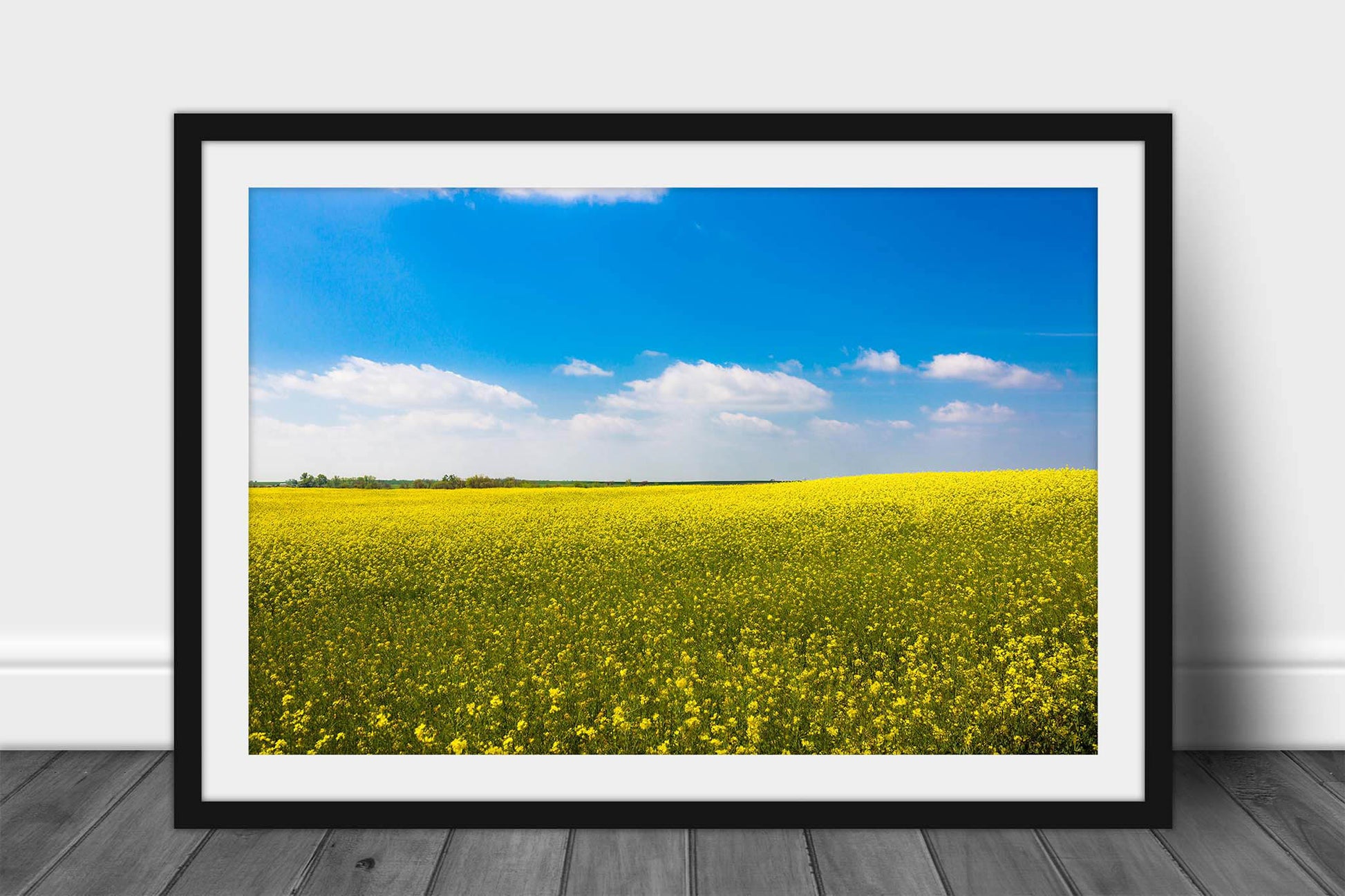 Framed and matted farm and country print of a rolling field of canola under a dreamy blue sky on a spring day in Oklahoma by Sean Ramsey of Southern Plains Photography.