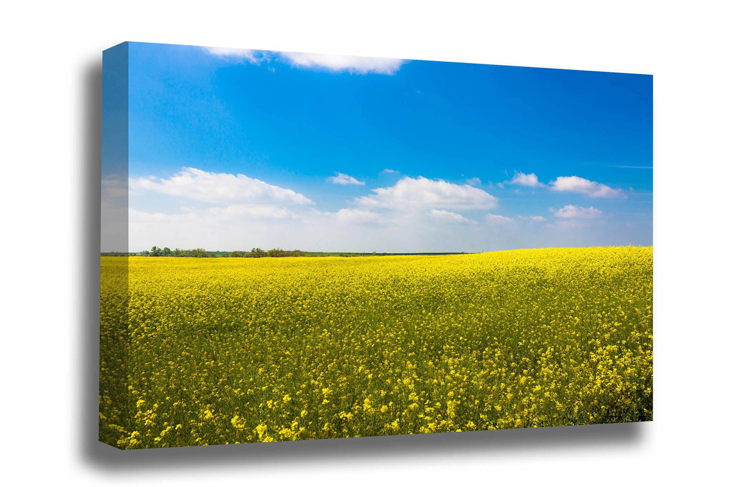 Farm and country canvas wall art of a rolling field of canola under a dreamy blue sky on a spring day in Oklahoma by Sean Ramsey of Southern Plains Photography.