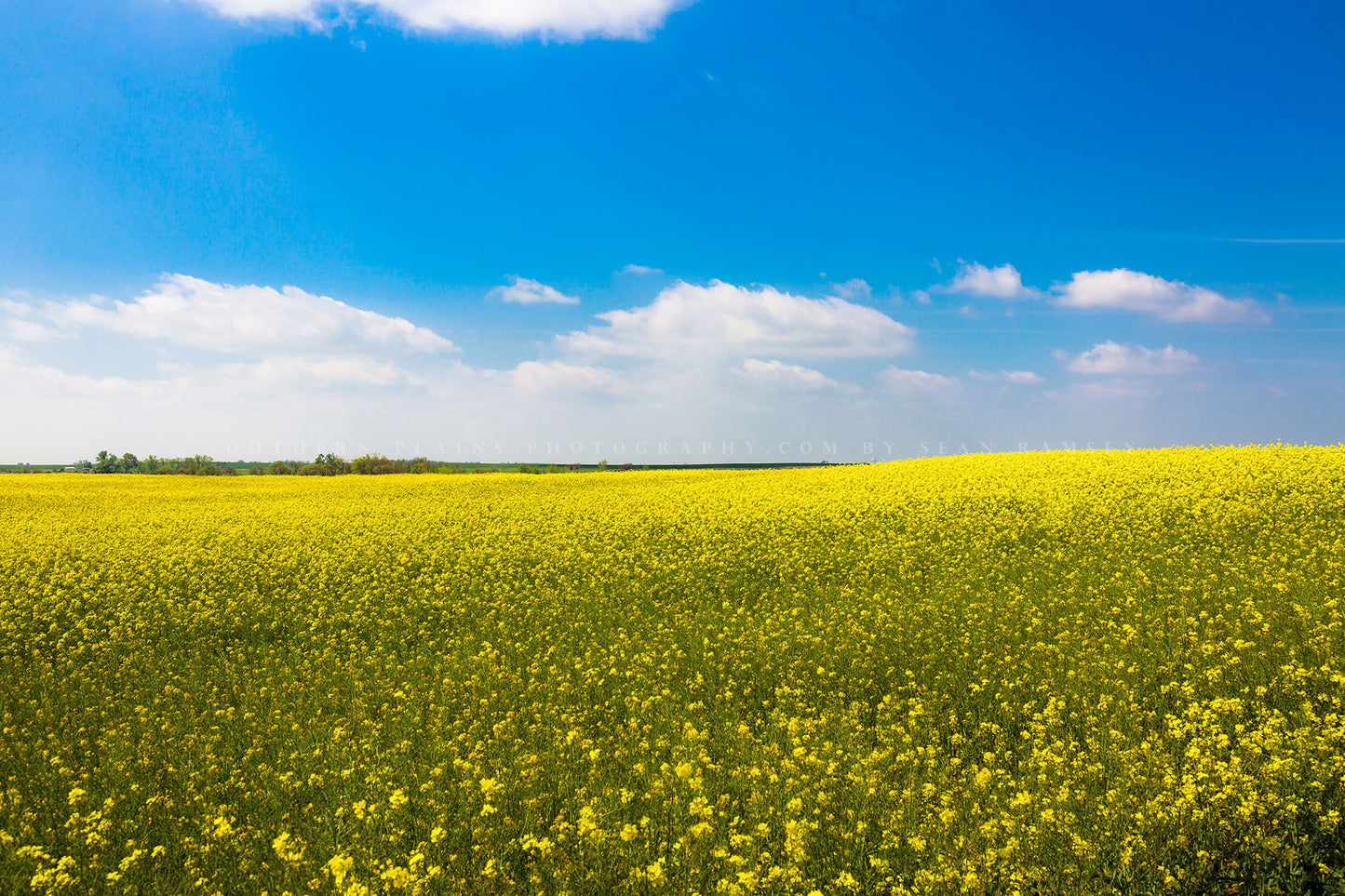 Country photography print of rolling canola fields under a dreamy blue sky with white clouds on a spring day in Oklahoma by Sean Ramsey of Southern Plains Photography.