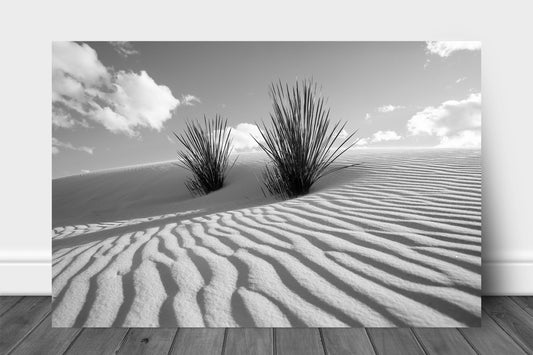 Black and white desert southwest aluminum metal print wall art of yucca plants in sand dunes at White Sands National Park, New Mexico by Sean Ramsey of Southern Plains Photography.