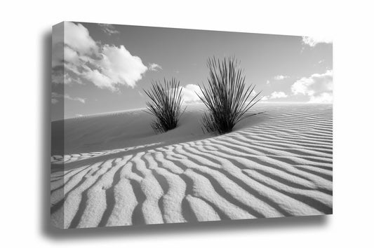 Black and white desert southwest canvas wall art of yucca plants in sand dunes at White Sands National Park, New Mexico by Sean Ramsey of Southern Plains Photography.