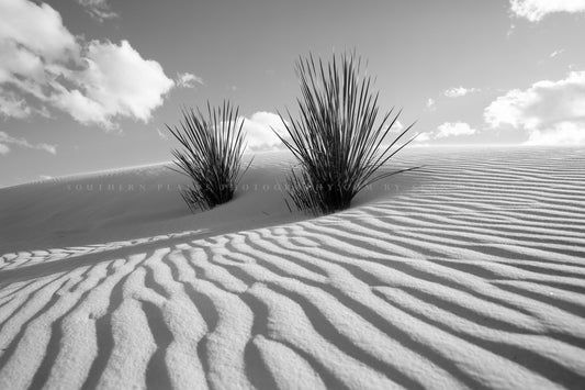 Black and white desert southwest photography print of yucca plants in sand dunes at White Sands National Park, New Mexico by Sean Ramsey of Southern Plains Photography.