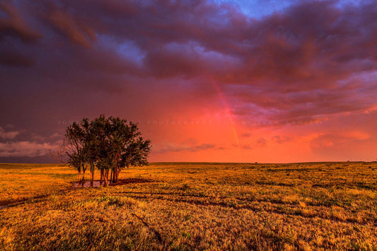 Great plains photography print of a rainbow over a grove of trees on a stormy spring evening in the Oklahoma panhandle by Sean Ramsey of Southern Plains Photography.