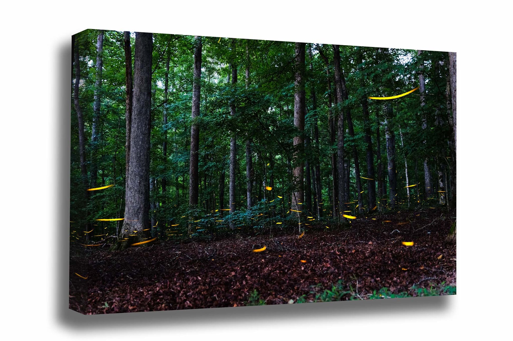 Nature gallery wrapped canvas wall art of luminous fireflies dancing around in a dark woodland forest on a summer night in Tennessee by Sean Ramsey of Southern Plains Photography.