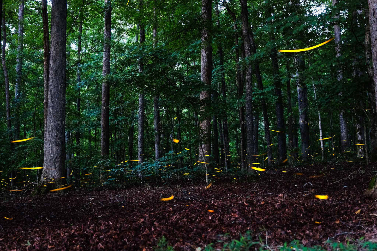 Nature photography print of luminous fireflies dancing around in a dark woodland forest on a summer night in Tennessee by Sean Ramsey of Southern Plains Photography.