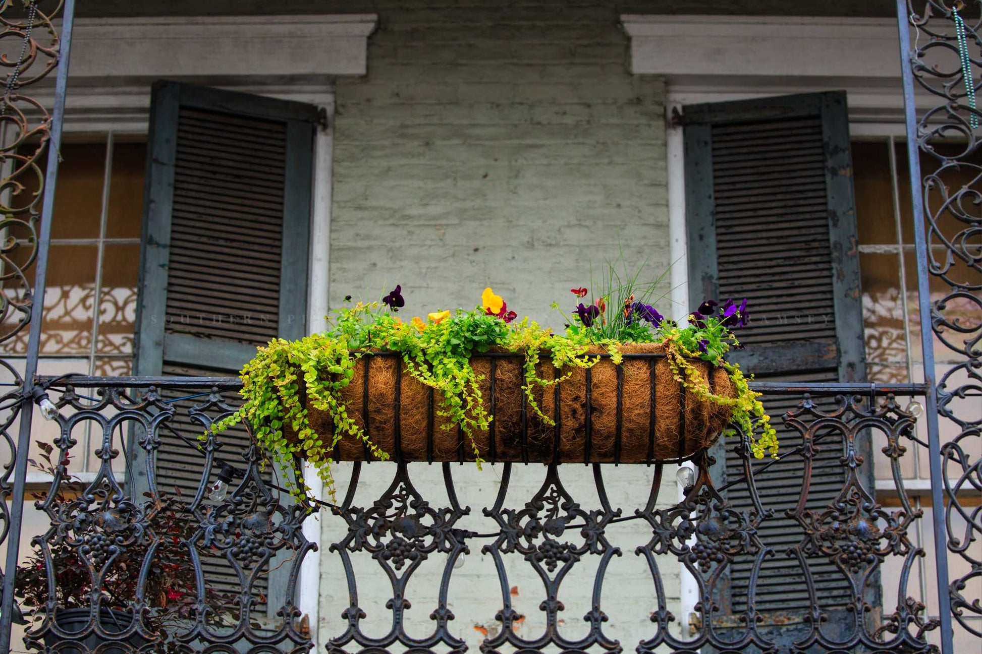 NOLA photography print of pansies and ferns in a hanging planter on a balcony in the French Quarter in New Orleans, Louisiana by Sean Ramsey of Southern Plains Photography.