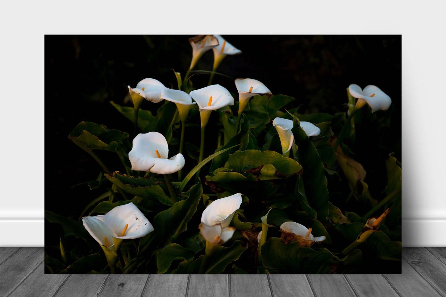 Floral aluminum metal print wall art of wild Calla Lilies along a beach at Big Sur, California by Sean Ramsey of Southern Plains Photography.