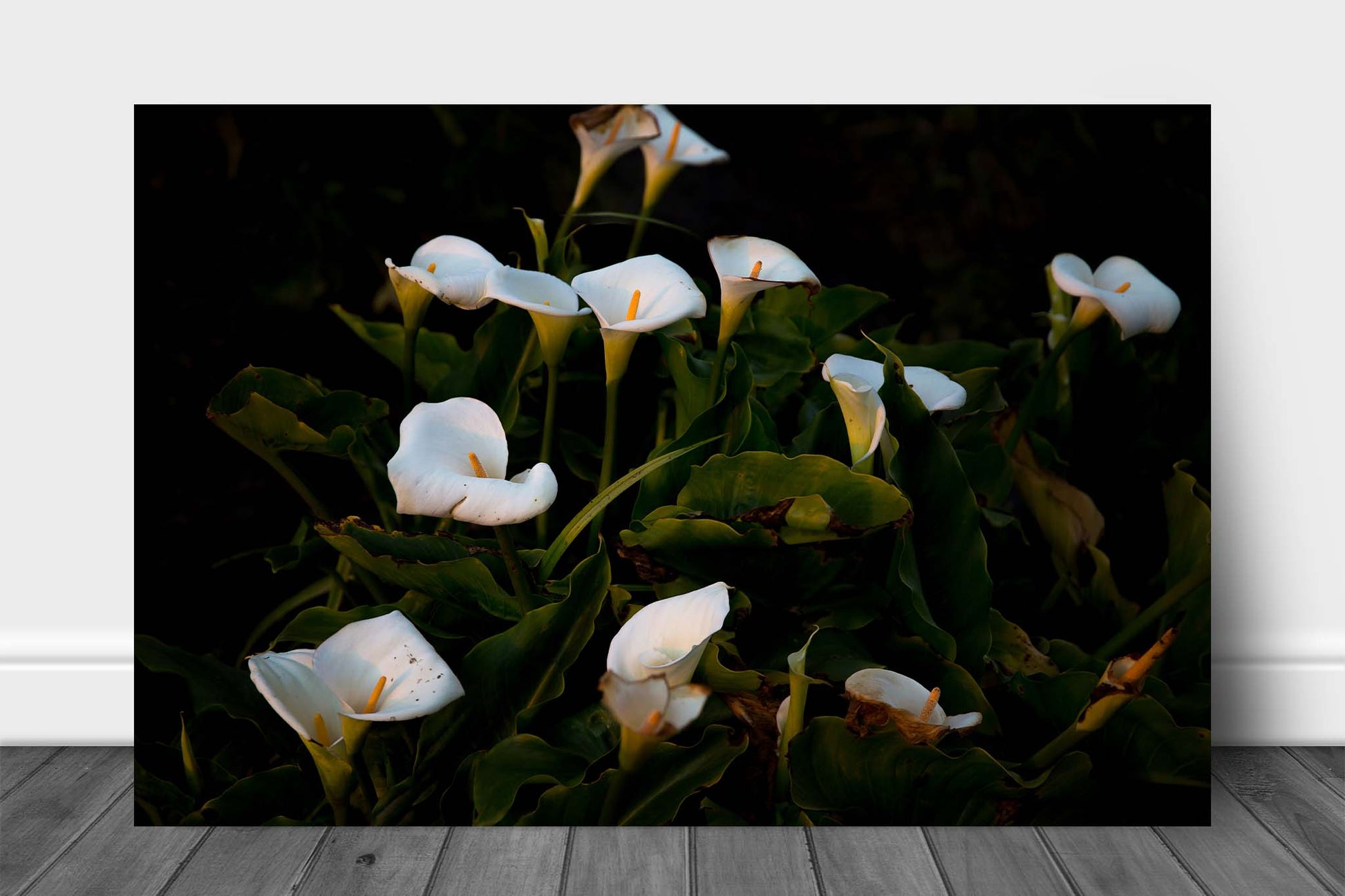 Floral aluminum metal print wall art of wild Calla Lilies along a beach at Big Sur, California by Sean Ramsey of Southern Plains Photography.