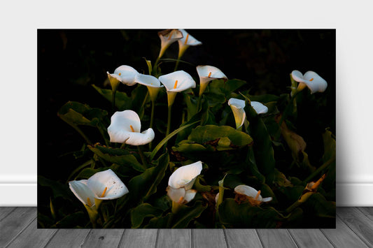 Floral aluminum metal print wall art of wild Calla Lilies along a beach at Big Sur, California by Sean Ramsey of Southern Plains Photography.