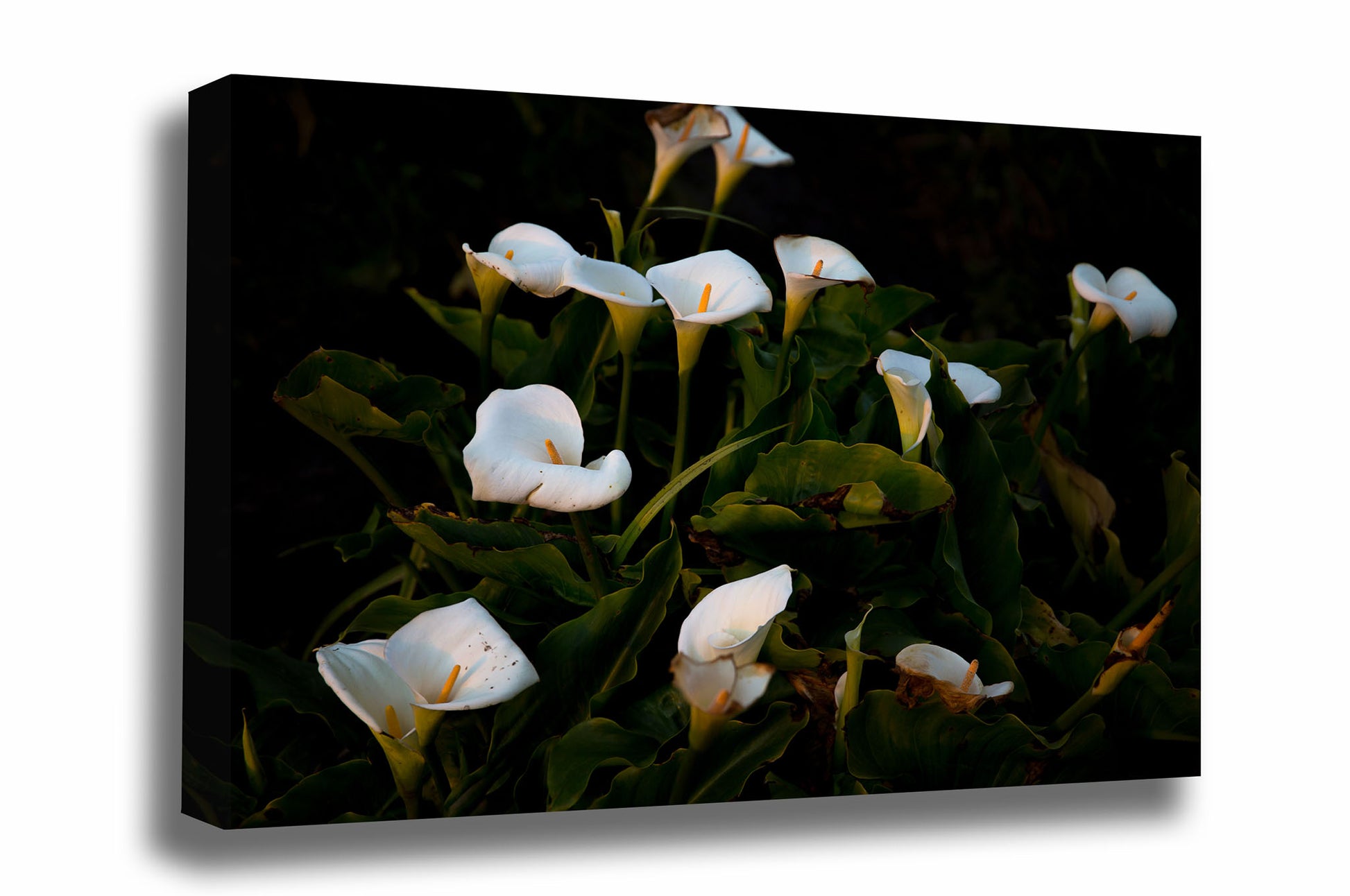 Floral gallery wrapped canvas wall art of wild Calla Lilies along a beach at Big Sur, California by Sean Ramsey of Southern Plains Photography.