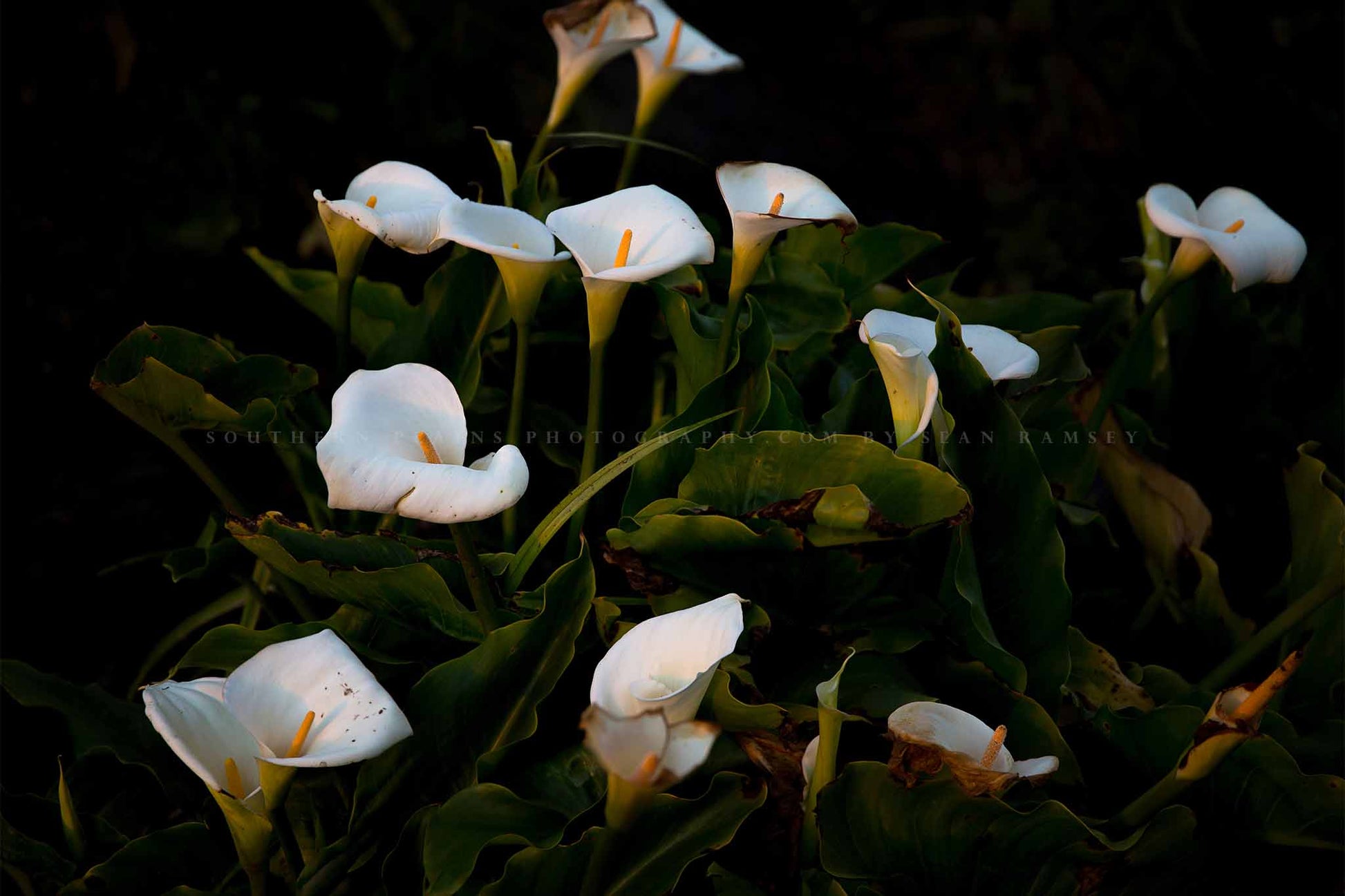 Floral photography print of wild Calla Lilies along a beach at Big Sur, California by Sean Ramsey of Southern Plains Photography.