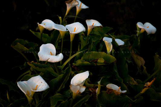 Floral photography print of wild Calla Lilies along a beach at Big Sur, California by Sean Ramsey of Southern Plains Photography.
