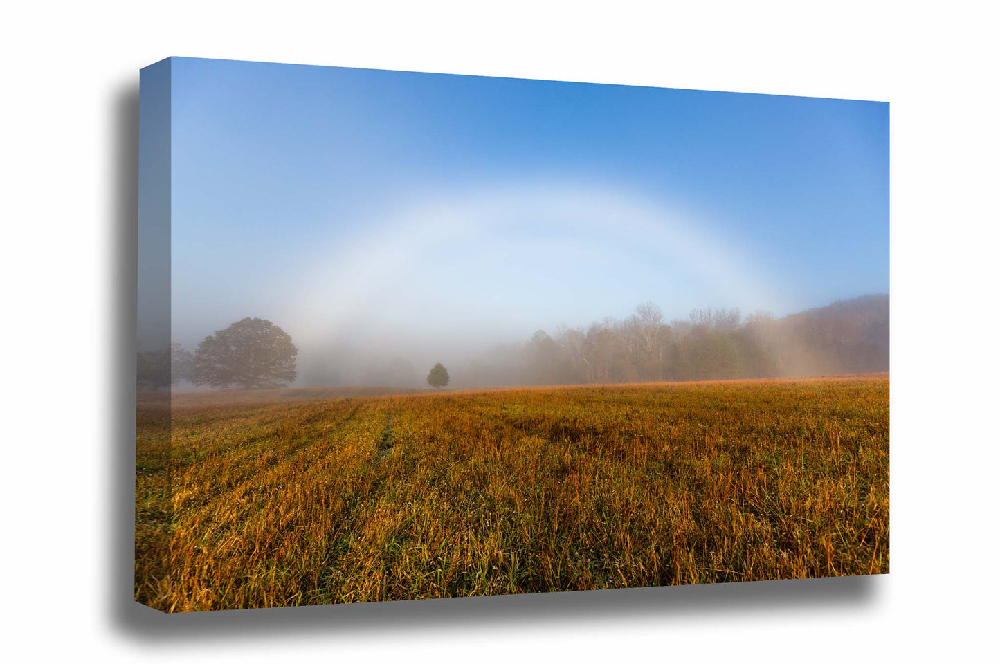 Nature gallery wrapped canvas wall art of a fog bow shining over a field on a foggy autumn morning in the Great Smoky Mountains of Tennessee by Sean Ramsey of Southern Plains Photography.