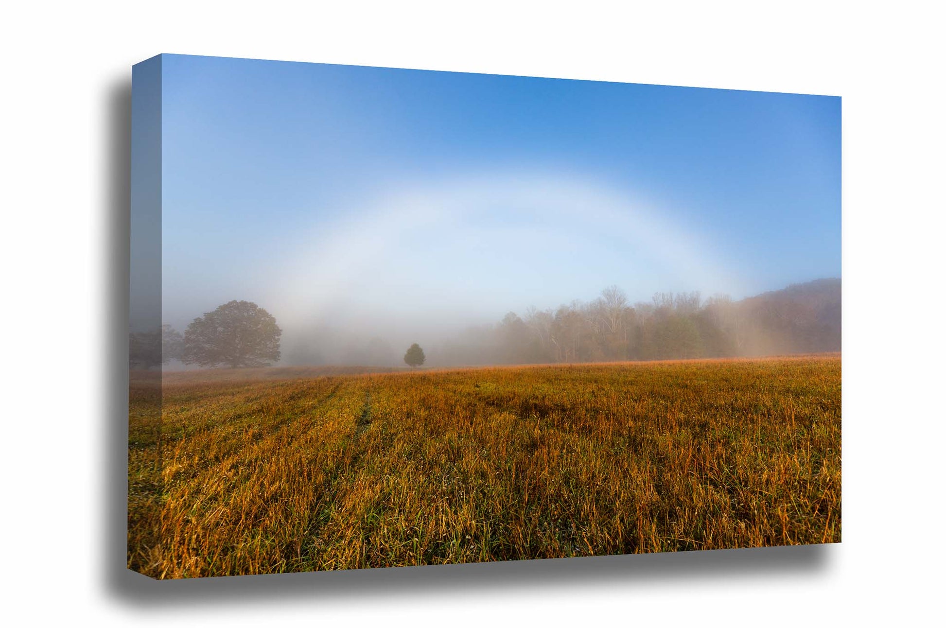 Nature gallery wrapped canvas wall art of a fog bow shining over a field on a foggy autumn morning in the Great Smoky Mountains of Tennessee by Sean Ramsey of Southern Plains Photography.