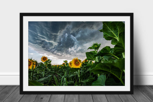 Framed and matted country print of a thunderstorm advancing over sunflowers in a sunflower field on a stormy day in Kansas by Sean Ramsey of Southern Plains Photography.