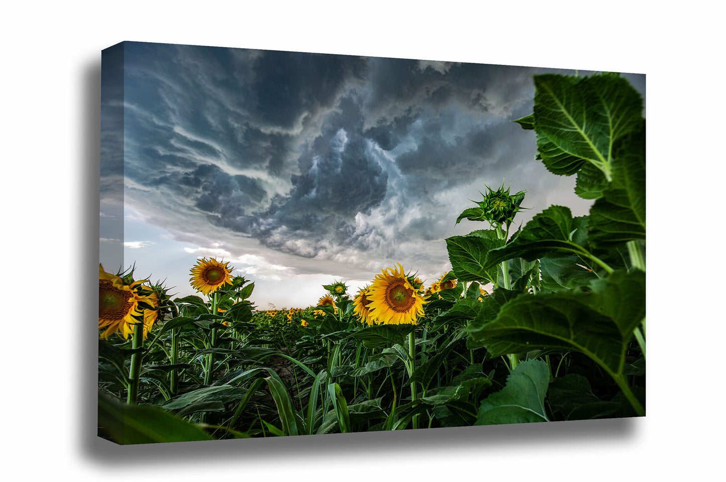 Country canvas wall art of a thunderstorm advancing over a sunflower field on a stormy day in Kansas by Sean Ramsey of Southern Plains Photography.