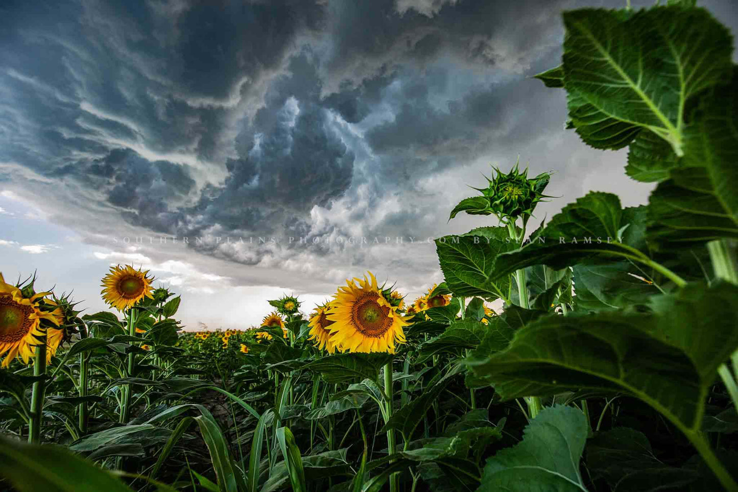 Nature photography print of storm clouds over sunflowers in a sunflower field on a stormy late summer day in Kansas by Sean Ramsey of Southern Plains Photography.